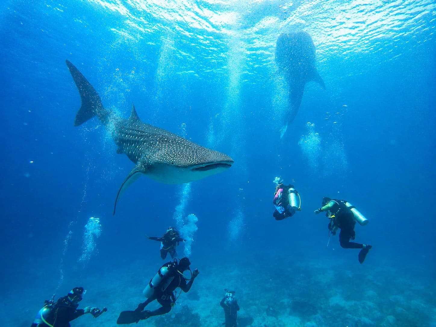 A wild whale shark in the clear water off Oslob, far-south Cebu