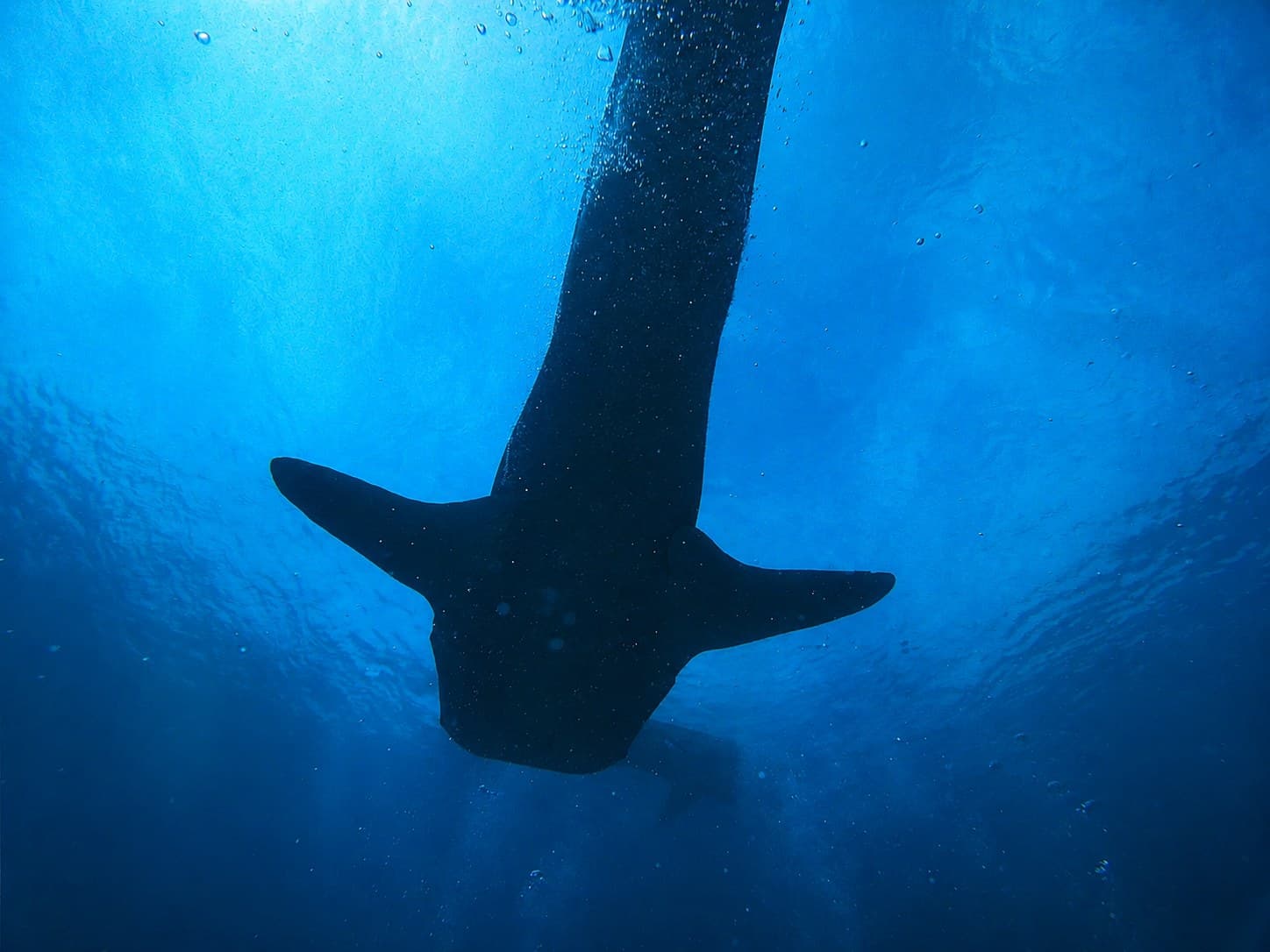A diver silhouetted beside a whale shark in the blue off Oslob, Cebu