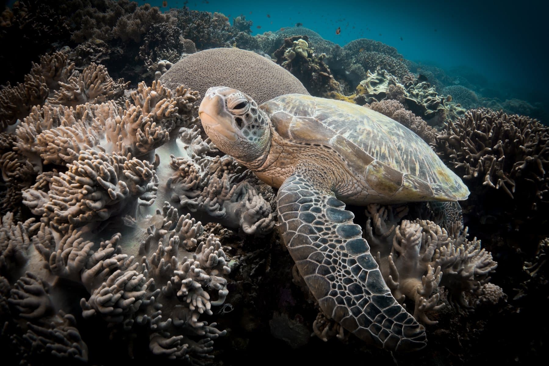 Apo Island diving