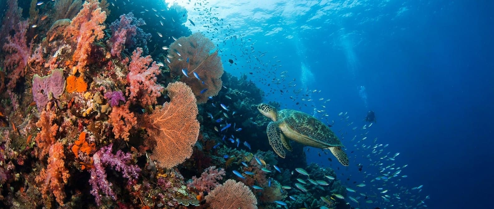 Apo Island, Negros crossing