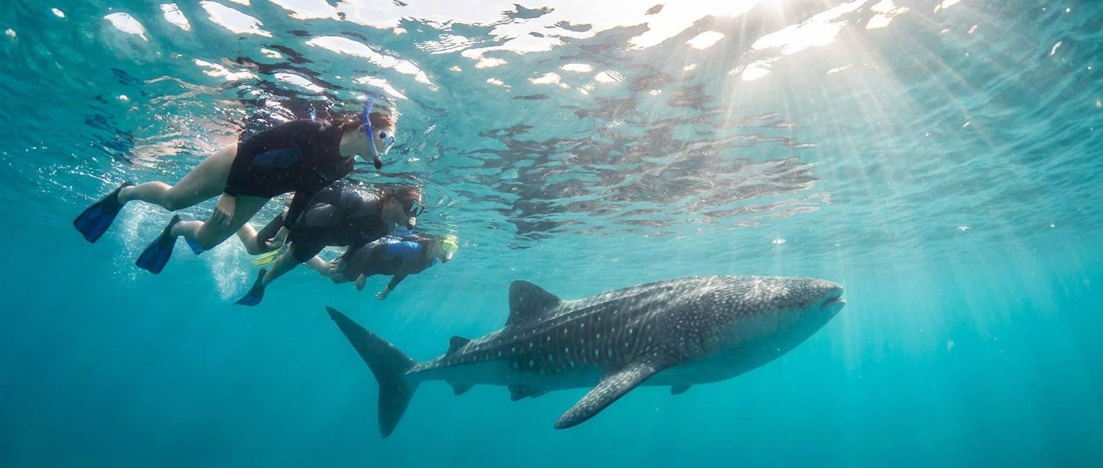 Whale-Shark Snorkel