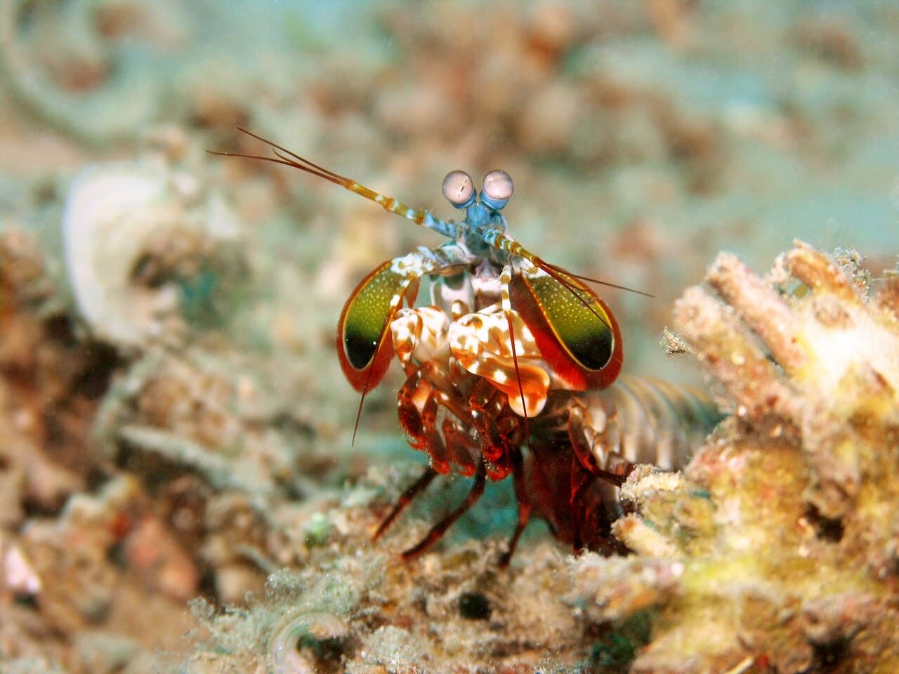 Peacock mantis shrimp