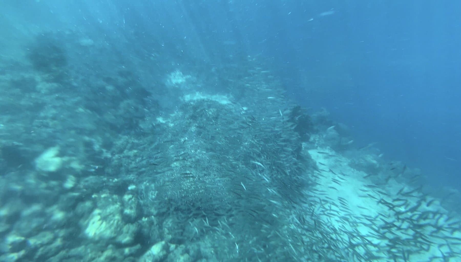 Moalboal sardine run