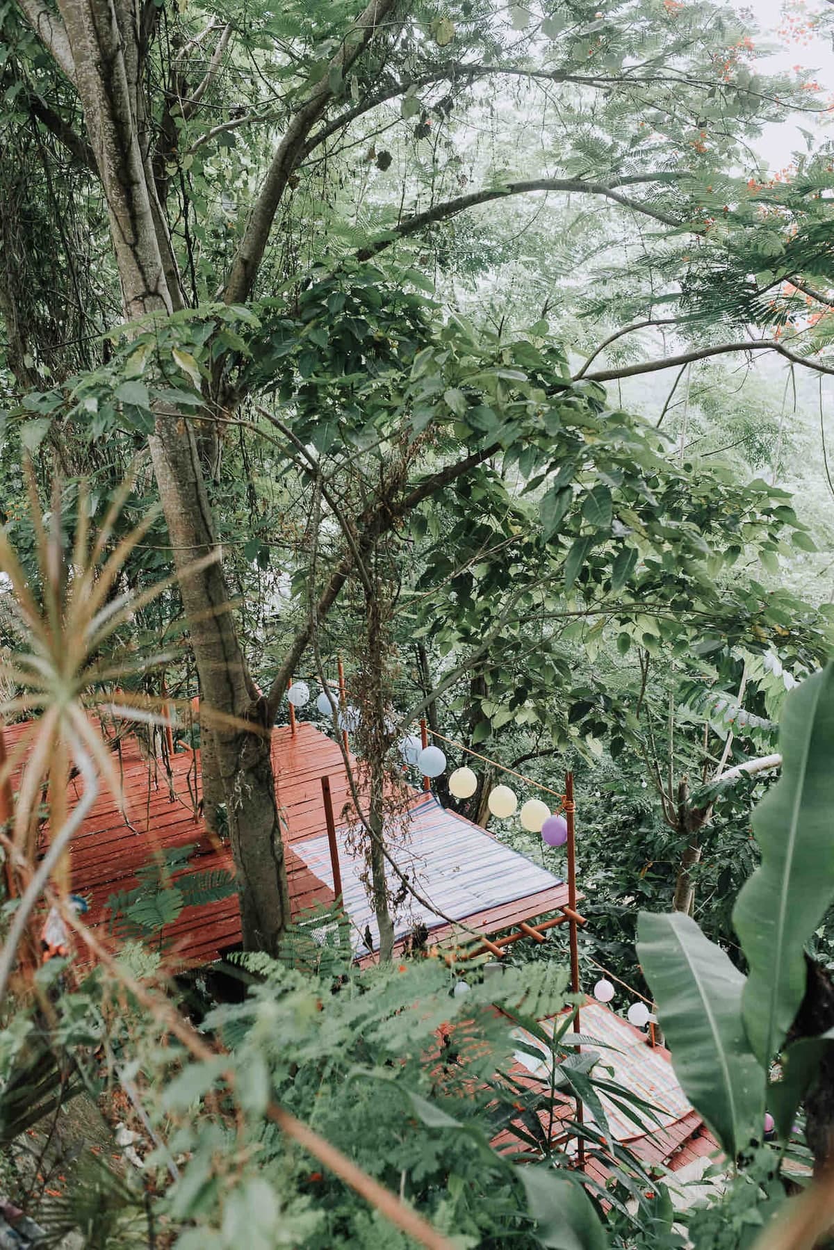The forest surrounds of The Secret Hut in Busay, Cebu